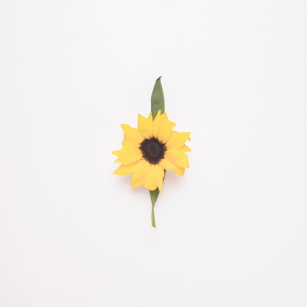 Composition of flower on green leaf