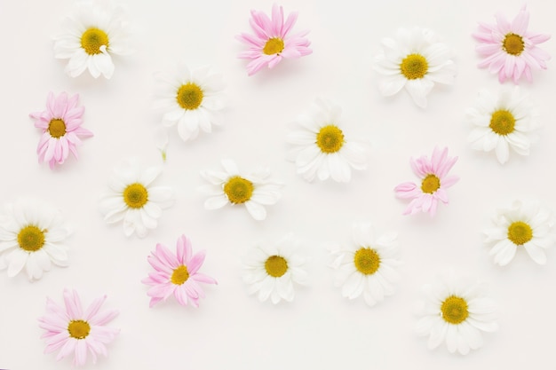 Composition of many daisy flower buds