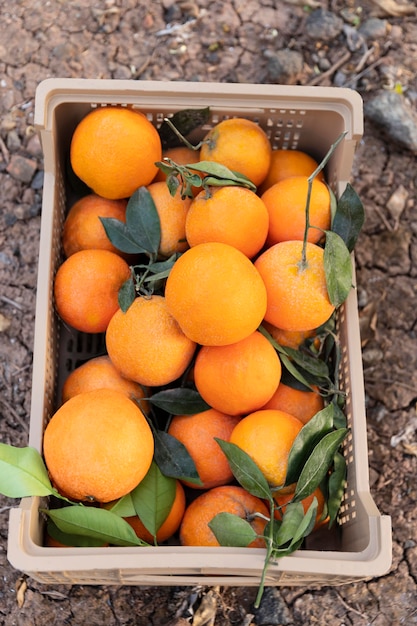 Composition with box full of oranges