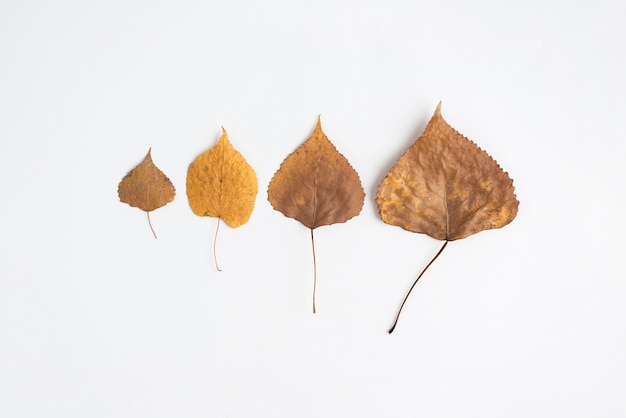 Free photo composition of withered leaves in row