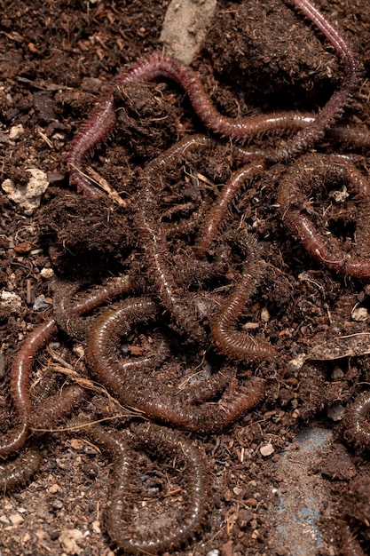 Compost still life concept with earthworms