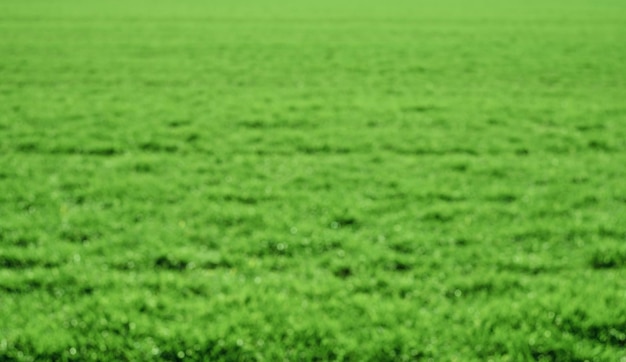 Free photo conceptual view of green spring field, blurred greenery and sunlight background with copy space using natural green plants, landscape, ecology, fresh wallpaper as background.