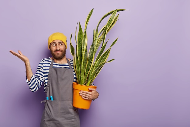 Free photo confused young man florist grows house plant, raises palms with hesitation, thinks how to fertilize sansevieria