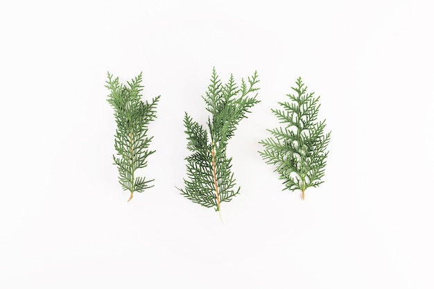 Free Photo coniferous branches on light board