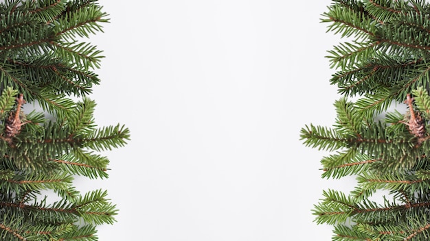 Free Photo coniferous branches on light board