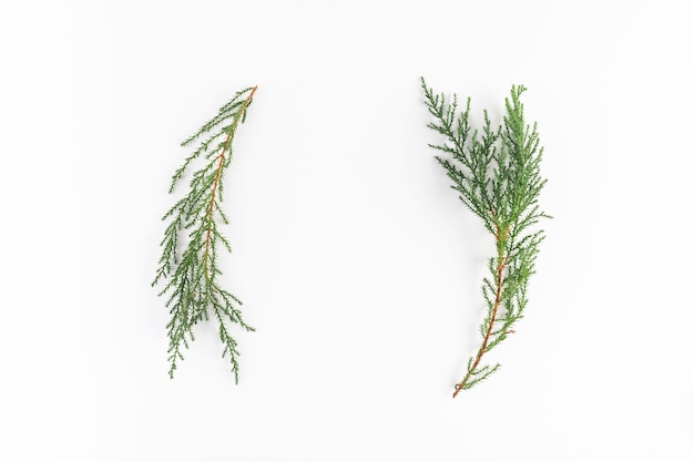 Coniferous branches on light desk