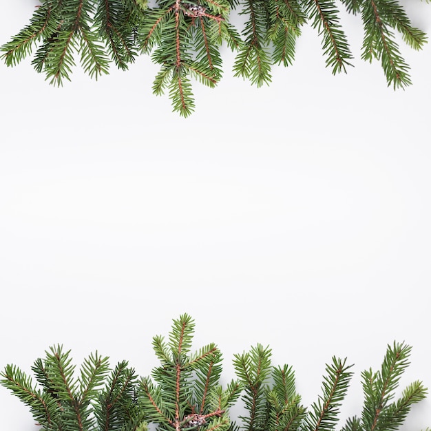 Free photo coniferous branches on light desk