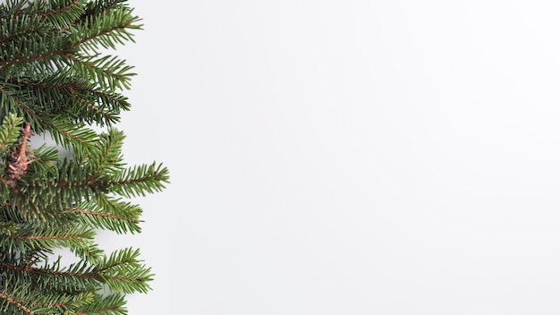 Free Photo coniferous branches on light desk