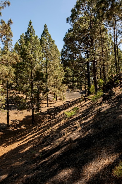 Coniferous forest with clear sky