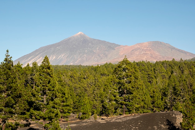 Free photo coniferous forest with mountain background