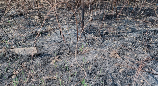 Free photo the consequence of a forest fire ashes from burnt grass and branches young grass grows on the fire burnt plants in the forest eco disaster an extinct forest fire selective focus