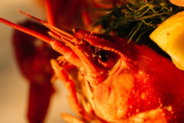 Cooked red crawfish in closeup Prepared lobster in closeup