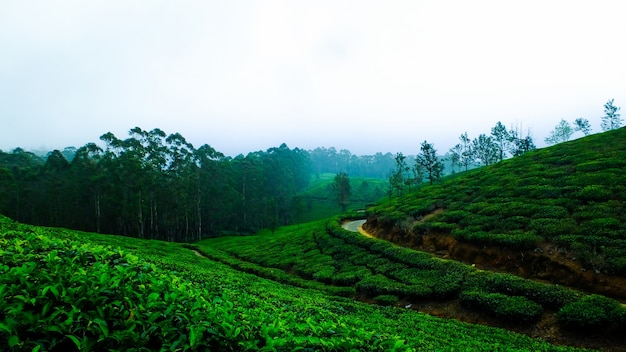 cool coffee india tea leaves forest