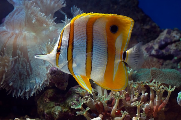 Copperband butterflyfish Chelmon rostratus