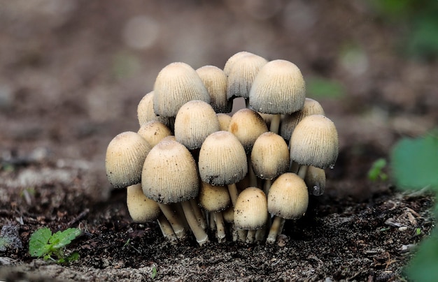 Free Photo coprinellus micaceus, shiny cap, mica cap