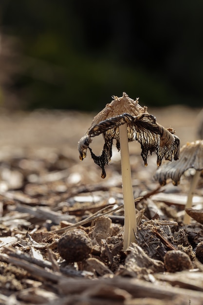 Coprinopsis aff. cinerea, gray shag, fungus