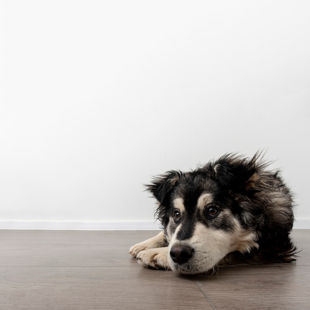 Copy-space dog at home sitting on floor