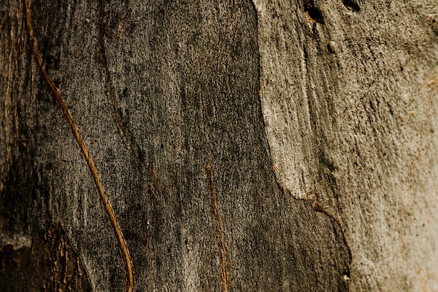 Free Photo copy space wooden rusty tree texture