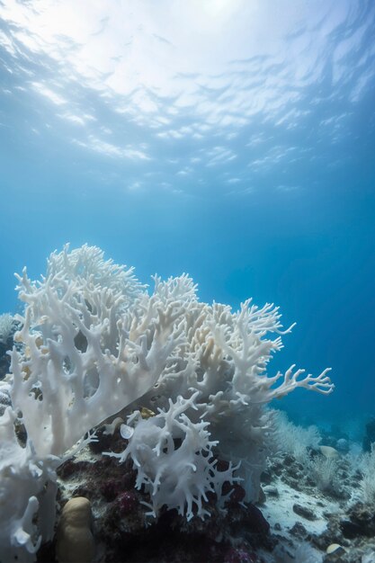 Coral bleaching threat sealife