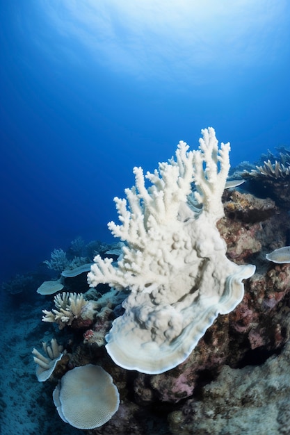 Free photo coral bleaching threat sealife