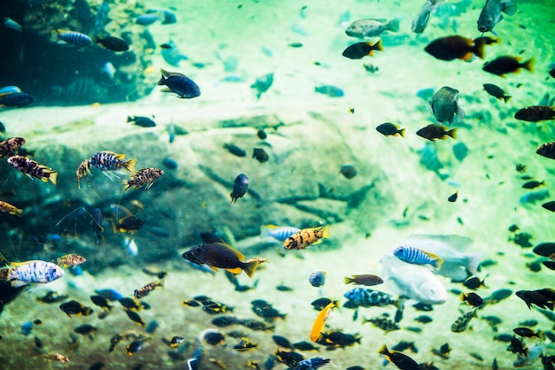 Free Photo coral fishes underwater scene