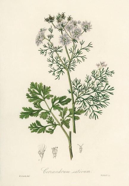 Free photo coriander (coriandrum sativum) illustration from medical botany (1836)