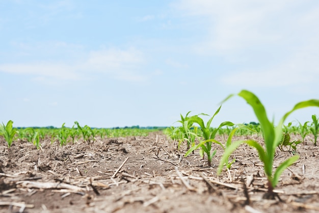 Corn field: young corn plants growing in the sun.