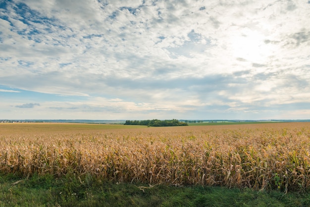 Free Photo corn field