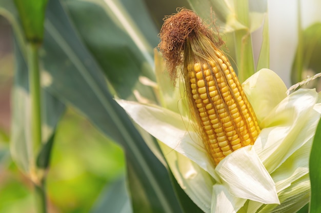 Corn on the stalk ready to harvest in the field.