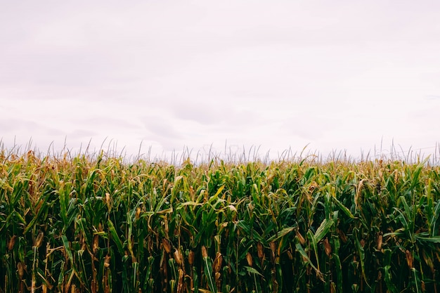 Free photo cornfield under the cloudy sky