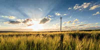 Free photo cornfield with windmill