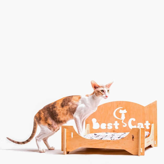 Cornish rex cat standing on pet bed isolated on white background