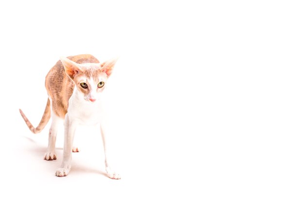 Cornish rex cat standing over white backdrop