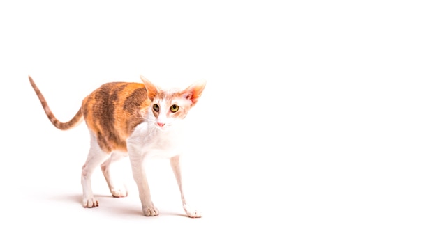 Cornish rex cat on white background