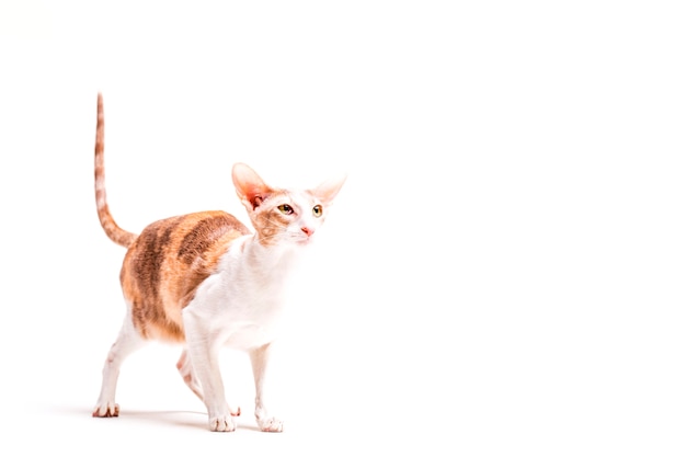 Free photo cornish rex cat with its tail up standing against white background