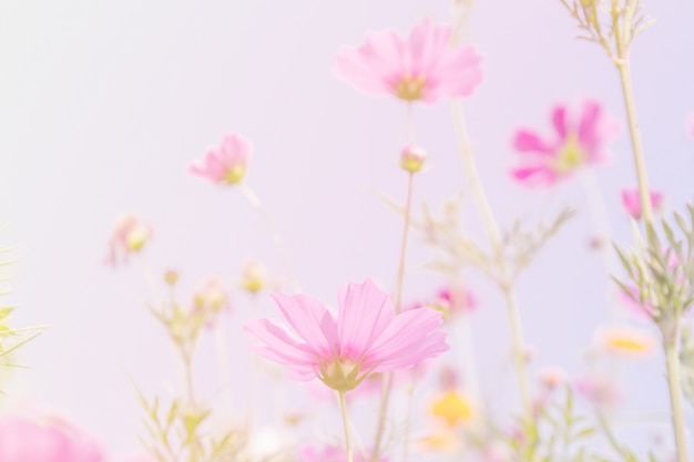 Free photo cosmos beauty flowers