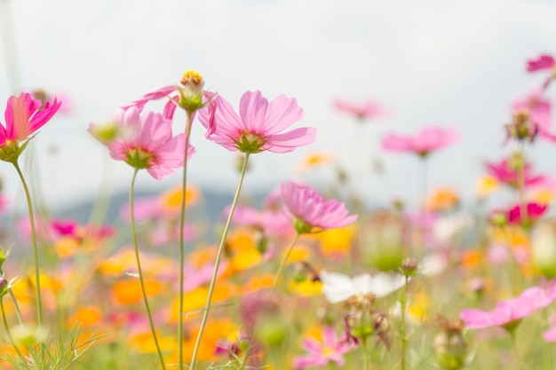 Cosmos beauty flowers