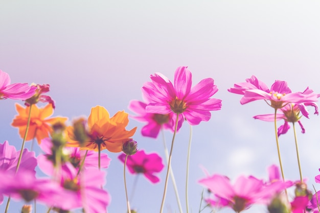 Free photo cosmos beauty flowers