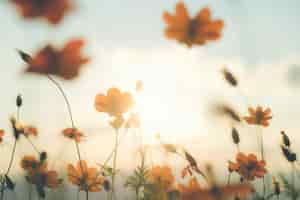 Free photo cosmos flower field