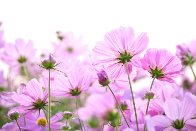 Free photo cosmos flowers isolated on white background