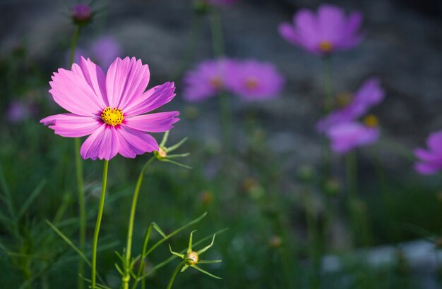 cosmos flowers