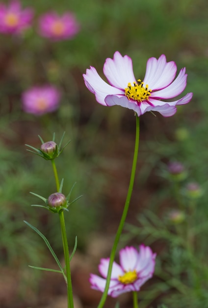 cosmos flowers