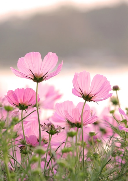 Free photo cosmos flowers