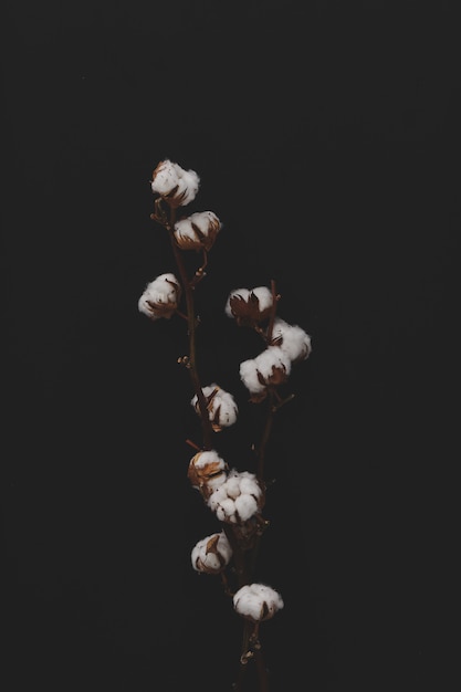 Free Photo cotton flowers on dark background