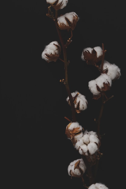 Free photo cotton flowers on dark background