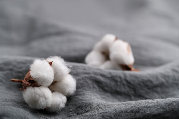 Cotton flowers