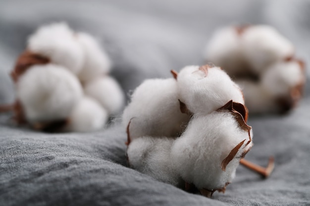 Cotton flowers