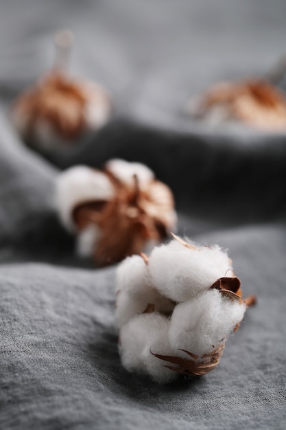 Free Photo cotton flowers