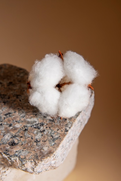 Free photo cotton plants still life