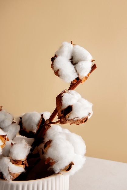 Free Photo cotton plants still life